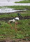 Black-Necked Stork, Yellow Water, Kakadu NP
